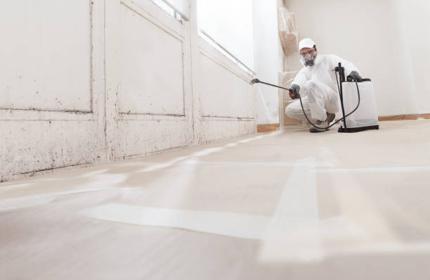 Black mold remediation team in Bradenton
